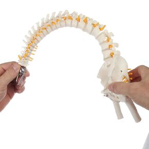 Axis Scientific 15.5" Mini Spine Model, Spine Model with Nerves, Arteries, Lumbar Column, Male Pelvis - Flexible Vertebra Spine Anatomy Model Plastic Spine Model - Includes Stand and Product Manual
