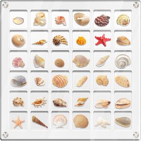 Yopih Clear Magnetic Seashell Display Box - 36 Grids, Acrylic Decorative Seashell Storage Box for Seashell, Bead, Nail, Jewelry, DIY Crafts in Kuwait
