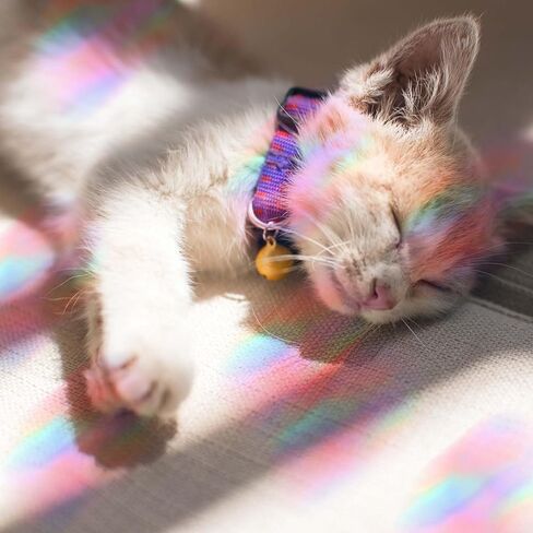 4 Sheets Anti Collision Window Clings, Window Decals to Prevent Bird Strikes Prism Pattern Window Stickers for Birds Alert Stickers to Protect Wild Birds Against Glass (Clouds) in Kuwait