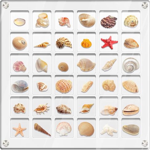 Yopih Clear Magnetic Seashell Display Box - 36 Grids, Acrylic Decorative Seashell Storage Box for Seashell, Bead, Nail, Jewelry, DIY Crafts in Kuwait