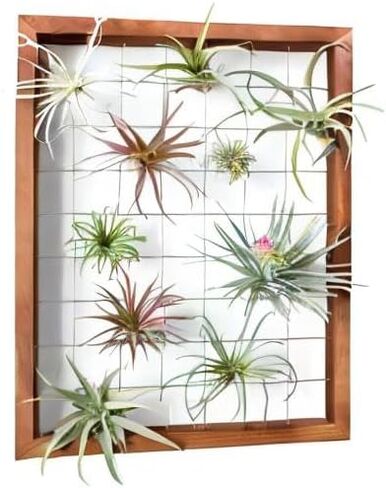 إطار نبات الهواء من Mkono، حامل نبات هوائي معلق، حامل عرض Tillandsia، رف خشبي لتزيين الحائط للنباتات المنزلية، عصاري، 16 بوصة (النبات غير متضمن) in Kuwait