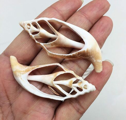 PEPPERLONELY 16PC Center Cut Assorted Mixed Sea Shells, 2 Inch ~ 3 Inch in Saudi Arabia
