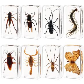 Super-Large Size 4 Pcs Insect in Resin Specimen Bugs Taxidermy Collection, Resin Preserved Specimen Set, Durable Resin Insect Specimen for Science, Education,Nature Study and Home Decor