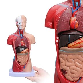 نموذج جسم الإنسان LVCHEN - نموذج تشريح الجذع البشري 15 قطعة أجزاء قابلة للإزالة مع هيكل عظمي للقلب الحشوي لمرحلة ما قبل المدرسة والمدرسة عرض التعليم الطبي للعلوم 28 سم/11 بوصة in Kuwait