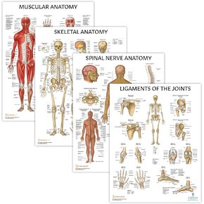 Anatomy Lab 4 PACK Muscular, Skeletal, Ligaments of the Joints, and Spinal Nerves Human Anatomy Poster Set, LAMINATED, Anatomy and Physiology Posters, 17.3 x 22.5 Inches, Body System Bundle, Made