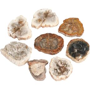 Rockcloud 1.5-3" Natural Irregular Petrified Wood Stones Chakra Healing Stone Specimen Pack of 5