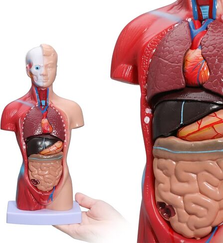 نموذج جسم الإنسان LVCHEN - نموذج تشريح الجذع البشري 15 قطعة أجزاء قابلة للإزالة مع هيكل عظمي للقلب الحشوي لمرحلة ما قبل المدرسة والمدرسة عرض التعليم الطبي للعلوم 28 سم/11 بوصة in Kuwait