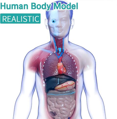 نموذج جسم الإنسان LVCHEN - نموذج تشريح الجذع البشري 15 قطعة أجزاء قابلة للإزالة مع هيكل عظمي للقلب الحشوي لمرحلة ما قبل المدرسة والمدرسة عرض التعليم الطبي للعلوم 28 سم/11 بوصة in Kuwait