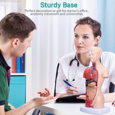 نموذج جسم الإنسان LVCHEN - نموذج تشريح الجذع البشري 15 قطعة أجزاء قابلة للإزالة مع هيكل عظمي للقلب الحشوي لمرحلة ما قبل المدرسة والمدرسة عرض التعليم الطبي للعلوم 28 سم/11 بوصة in Kuwait