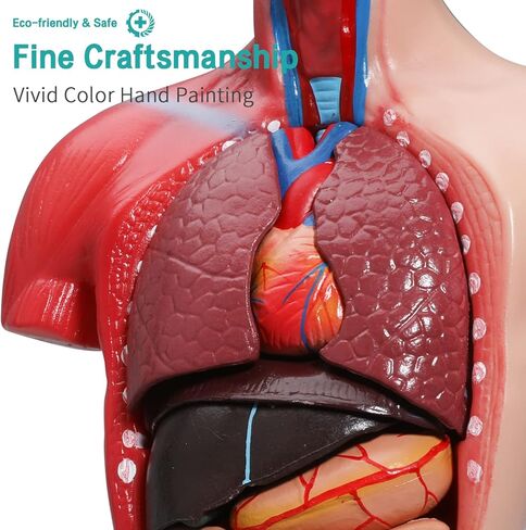 نموذج جسم الإنسان LVCHEN - نموذج تشريح الجذع البشري 15 قطعة أجزاء قابلة للإزالة مع هيكل عظمي للقلب الحشوي لمرحلة ما قبل المدرسة والمدرسة عرض التعليم الطبي للعلوم 28 سم/11 بوصة in Kuwait
