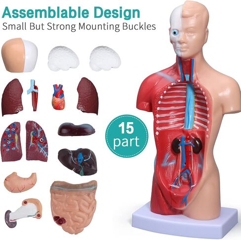 نموذج جسم الإنسان LVCHEN - نموذج تشريح الجذع البشري 15 قطعة أجزاء قابلة للإزالة مع هيكل عظمي للقلب الحشوي لمرحلة ما قبل المدرسة والمدرسة عرض التعليم الطبي للعلوم 28 سم/11 بوصة in Kuwait