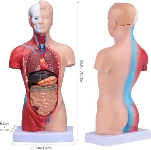 نموذج جسم الإنسان LVCHEN - نموذج تشريح الجذع البشري 15 قطعة أجزاء قابلة للإزالة مع هيكل عظمي للقلب الحشوي لمرحلة ما قبل المدرسة والمدرسة عرض التعليم الطبي للعلوم 28 سم/11 بوصة in Kuwait
