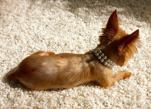 PET SHOW 4Pcs/Pack Dog Pearl Collar Rhinestone 2 Row Necklace Pet Outfits Accessories for Small Dog Cat Rabbit Pets Wedding Birthday Party in Saudi Arabia