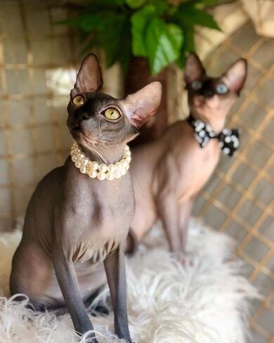 PET SHOW 4Pcs/Pack Dog Pearl Collar Rhinestone 2 Row Necklace Pet Outfits Accessories for Small Dog Cat Rabbit Pets Wedding Birthday Party in Saudi Arabia