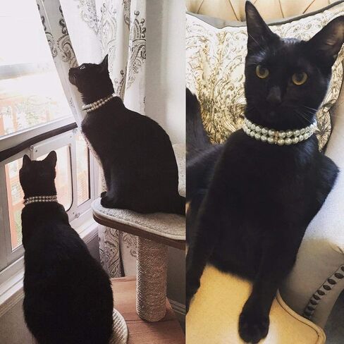 PET SHOW 4Pcs/Pack Dog Pearl Collar Rhinestone 2 Row Necklace Pet Outfits Accessories for Small Dog Cat Rabbit Pets Wedding Birthday Party in Saudi Arabia
