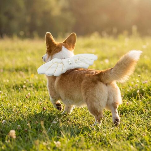 FLAdorepet Pet Dog Angel Wings Halloween Cat Costume for Small Medium Dog (One Size, White) in Kuwait