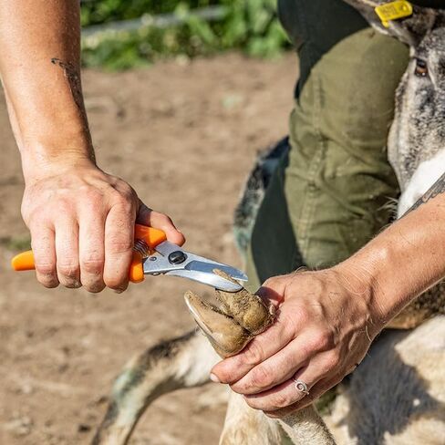 Premier ExoTrim Serrated Hoof Trimmer in Saudi Arabia