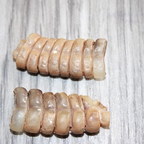 2 Rattlesnake Rattles #266 Taxidermy Diamondback Sidewinder in Saudi Arabia