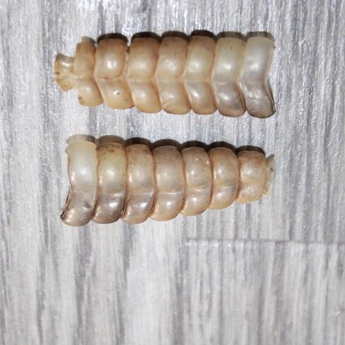 2 Rattlesnake Rattles #167 Taxidermy Diamondback Sidewinder in Saudi Arabia