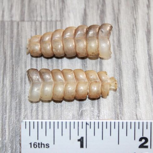 2 Rattlesnake Rattles #167 Taxidermy Diamondback Sidewinder in Saudi Arabia
