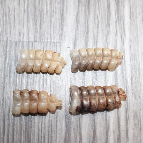 4 Small Rattlesnake Rattles #1567 Taxidermy Diamondback Sidewinder in Kuwait