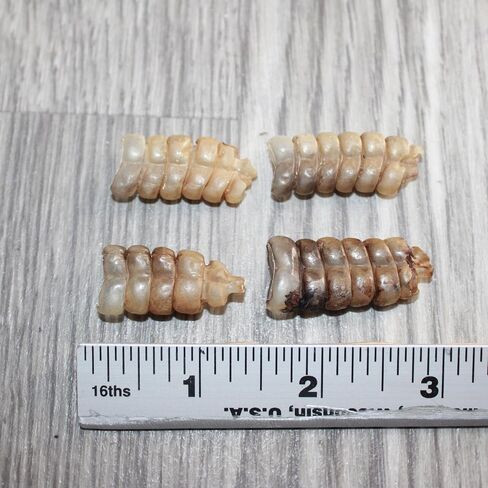 4 Small Rattlesnake Rattles #1567 Taxidermy Diamondback Sidewinder in Kuwait
