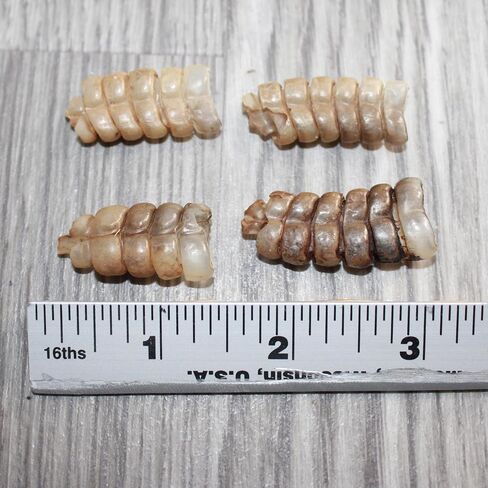 4 Small Rattlesnake Rattles #1567 Taxidermy Diamondback Sidewinder in Kuwait