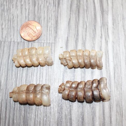 4 Small Rattlesnake Rattles #1567 Taxidermy Diamondback Sidewinder in Kuwait