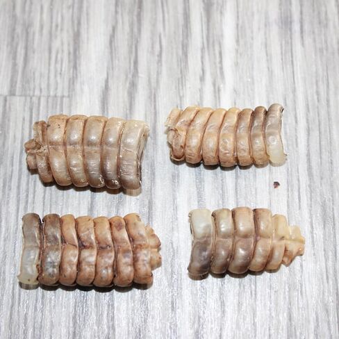 4 Small Rattlesnake Rattles #3067 Taxidermy Diamondback Sidewinder in Saudi Arabia