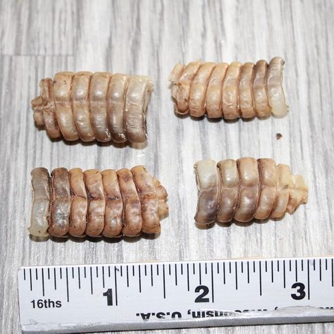 4 Small Rattlesnake Rattles #3067 Taxidermy Diamondback Sidewinder in Saudi Arabia