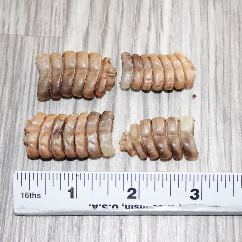 4 Small Rattlesnake Rattles #3067 Taxidermy Diamondback Sidewinder in Saudi Arabia