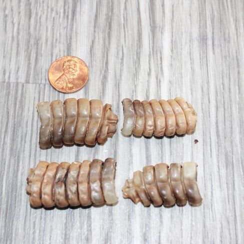4 Small Rattlesnake Rattles #3067 Taxidermy Diamondback Sidewinder in Saudi Arabia