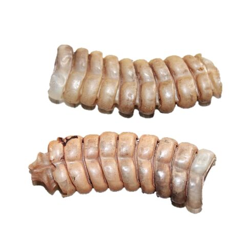 2 Large Rattlesnake Rattles #2867 Taxidermy Diamondback Sidewinder in Saudi Arabia