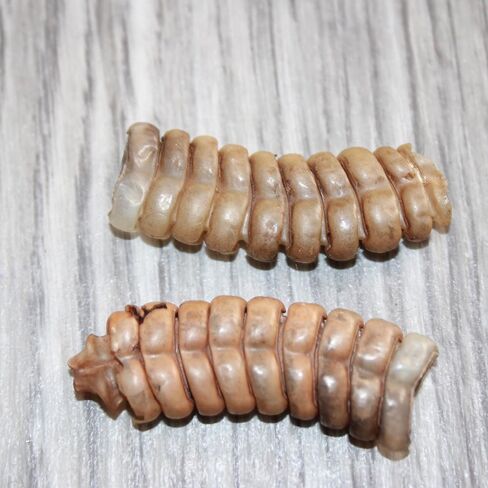 2 Large Rattlesnake Rattles #2867 Taxidermy Diamondback Sidewinder in Saudi Arabia