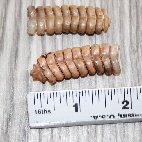 2 Large Rattlesnake Rattles #2867 Taxidermy Diamondback Sidewinder in Saudi Arabia