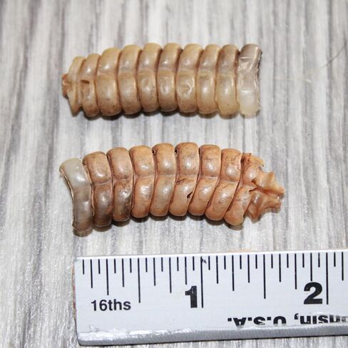 2 Large Rattlesnake Rattles #2867 Taxidermy Diamondback Sidewinder in Saudi Arabia