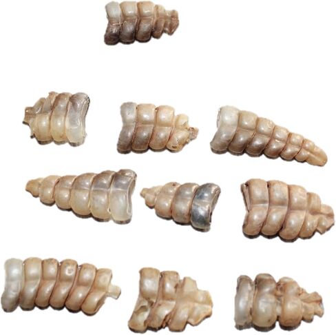 10 Very Small Rattlesnake Rattles #1767 Taxidermy Diamondback Sidewinder in Saudi Arabia