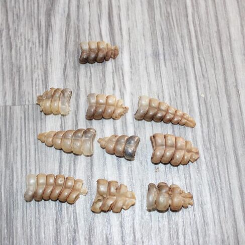 10 Very Small Rattlesnake Rattles #1767 Taxidermy Diamondback Sidewinder in Saudi Arabia