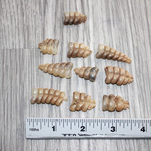10 Very Small Rattlesnake Rattles #1767 Taxidermy Diamondback Sidewinder in Saudi Arabia