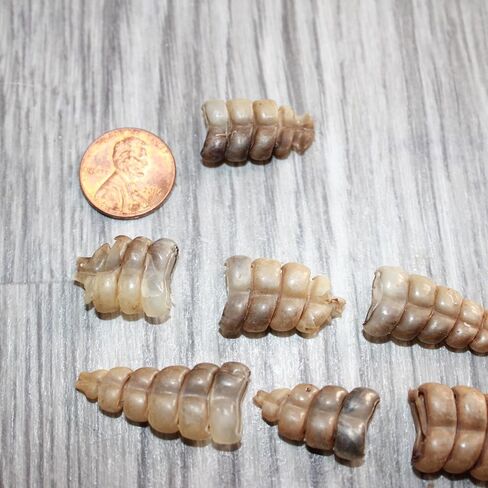 10 Very Small Rattlesnake Rattles #1767 Taxidermy Diamondback Sidewinder in Saudi Arabia