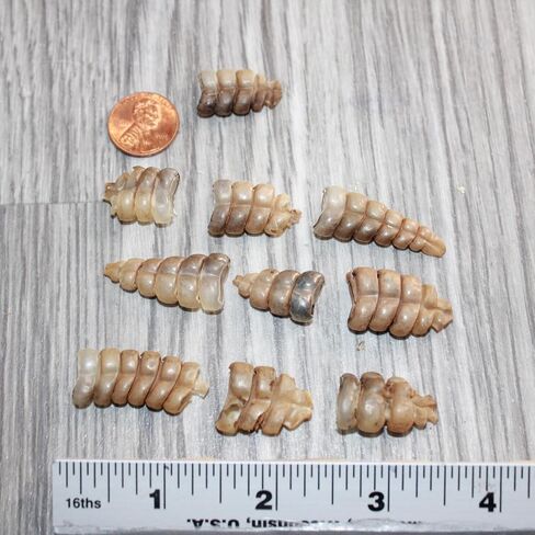 10 Very Small Rattlesnake Rattles #1767 Taxidermy Diamondback Sidewinder in Saudi Arabia