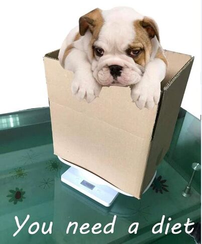 Digital Multi-Function Scale, 22lbs Capacity Accurate Scale for Baby, Pet (Dog/Cat/Puppy), Small Animals & Food Weight in Kuwait
