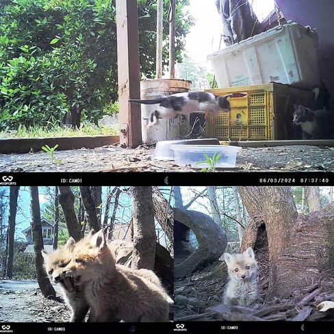 WOSPORTS Mini Trail Camera 2 Pack 24MP 1080P HD,Game Camera Motion Activated with IR Night Vision Waterproof Video Deer Cam for Outdoor Wildlife Monitoring in Kuwait