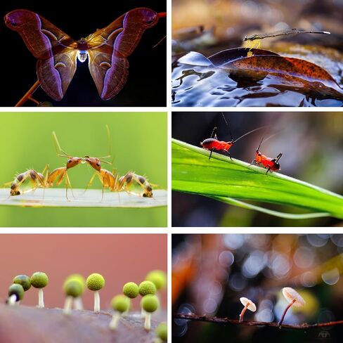 Macro Photography Flash Diffuser Softbox Kit, Portable Speedlite Diffuser for Jewelry, Insect & Close-Up Product Photography, Compatible with Macro and Zoom Lenses in Kuwait