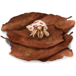 SunGrow 10 Pack Large Hermit Crab Catappa Indian Almond Leaves, 7-9 inches Long, Dried Leaves for Added Humidity, Delicious Crab Treat and Source of Cellulose