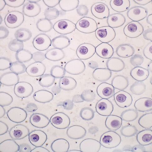 Ascaris Mitosis Slide, Hematoxylin in Kuwait