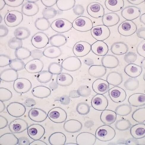 Ascaris Mitosis Slide, Hematoxylin in Kuwait