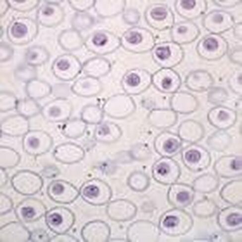 Ascaris Mitosis Slide, Hematoxylin in Kuwait