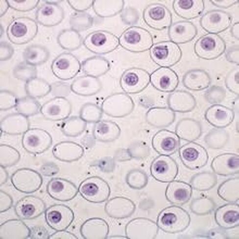 Ascaris Mitosis Slide, Hematoxylin in Kuwait
