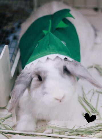 Rabbit Clothes Halloween Costume Dinosaur Harness Adjustable Hoodie for Halloween Dress Up Party Cosplay Photo Shoot for Rabbit Chinchilla Guinea Pig Kitten Puppy Small Animal (M (Chest:11"-16")) in Saudi Arabia